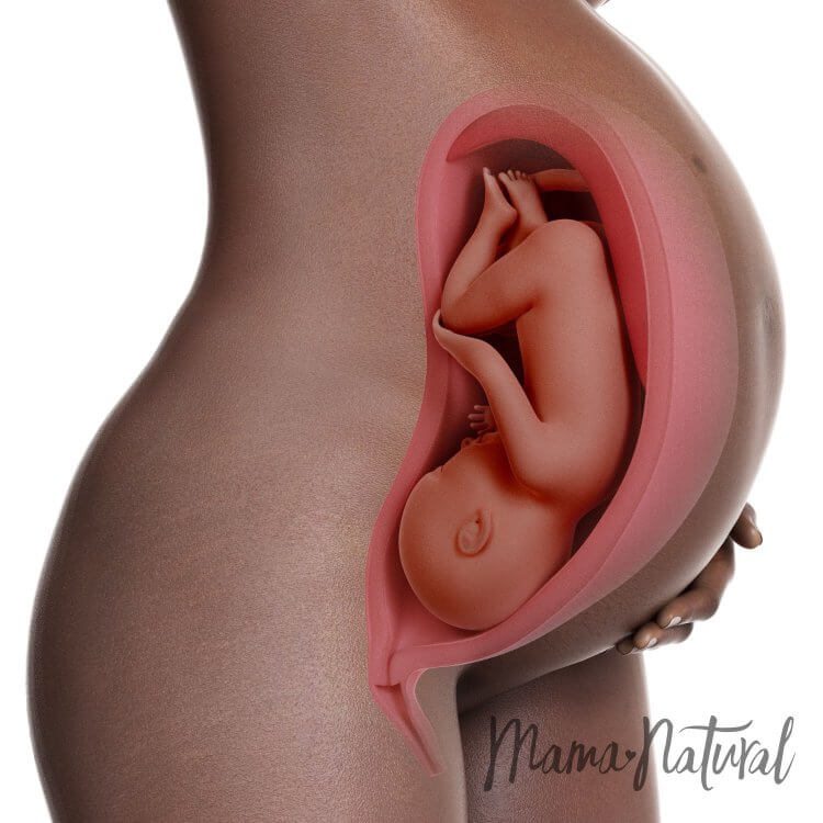 Mom's Body at 37 Weeks Pregnant - Pregnancy Week By Week by Mama Natural