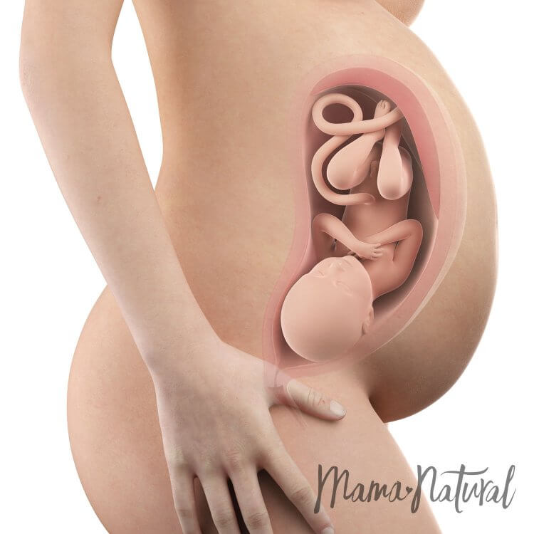 Mom's Body at 38 Weeks Pregnant - Pregnancy Week By Week by Mama Natural