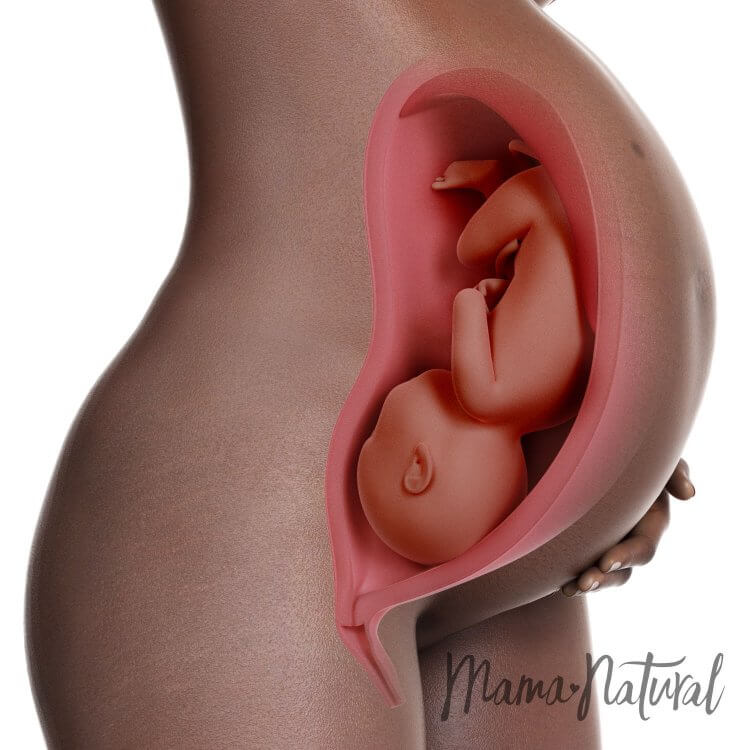 Mom's Body at 40 Weeks Pregnant - Pregnancy Week By Week by Mama Natural