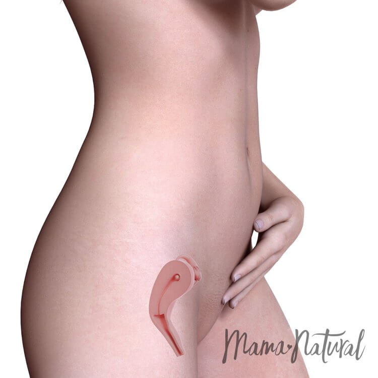 Mom's Body at 6 Weeks Pregnant - Pregnancy Week By Week by Mama Natural