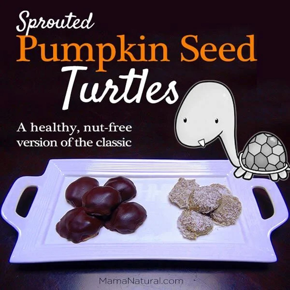 Sprouted Pumpkin Seed Turtles