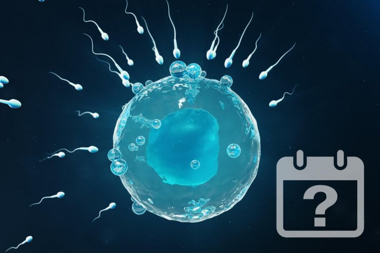 Ngày thụ thai khi tinh trùng gặp trứng là ngày nào - minh họa máy tính ngày dự sinh