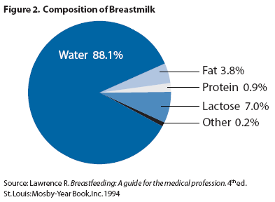 When Can Babies Drink Water? Composition of Breast Milk Graphic