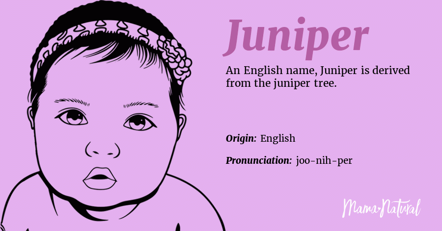 alkove kalv indhold Juniper Name Meaning, Origin, Popularity, Girl Names Like Juniper - Mama  Natural