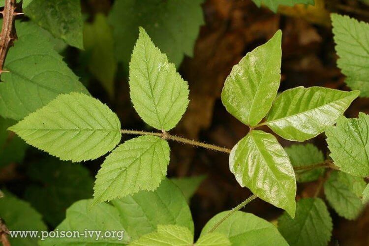 Poison Ivy Plant During the Summer Months