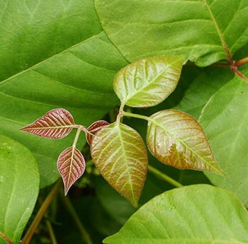 Poison Ivy Plant in the Fall